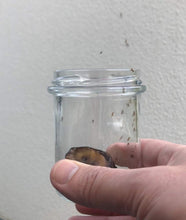 Carica l'immagine nel visualizzatore di Gallery, Trappola per Mosca della Frutta e Trappola per Mosca dell'aceto - Riutilizzabile - Lavabile in lavastoviglie - Prodotto 