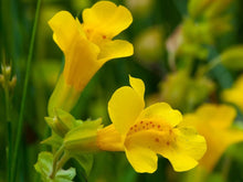 Carica l'immagine nel visualizzatore di Gallery, Mimulus Nr. 20 Princeps Fiori di Bach Originali Mimmolo