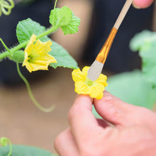 Carica l'immagine nel visualizzatore di Gallery, PartyKindom 8 pennelli per impollinazione manuale per piante grasse e alberi da frutto, strumento portatile per impollinazione delle api per la cura del giardino e delle piante