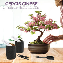 Carica l'immagine nel visualizzatore di Gallery, CULTIVEA Kit First Bonsai – Kit Completo con Semi, Accessori e Guida – Bonsai da Coltivare | Idea Regalo Originale (Cerc