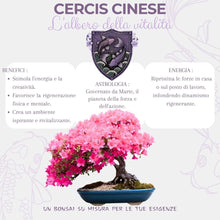 Carica l'immagine nel visualizzatore di Gallery, CULTIVEA Kit First Bonsai – Kit Completo con Semi, Accessori e Guida – Bonsai da Coltivare | Idea Regalo Originale (Cerc