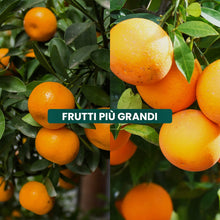 Carica l'immagine nel visualizzatore di Gallery, Il Paese Verde Concime Per Agrumi 1kg - Concime Granulare Per Limoni E Arance. Aiuta Lo Sviluppo Della Pianta E Migliora
