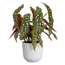 Carica l'immagine nel visualizzatore di Gallery, elho jazz round 19cm vaso da fiori - Silky White