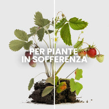 Carica l'immagine nel visualizzatore di Gallery, Sangue Secco Per Piante, 800g