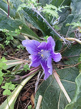 Carica l'immagine nel visualizzatore di Gallery, Mandragora autunnale (Mandragora autumnalis) - circa 10 semi