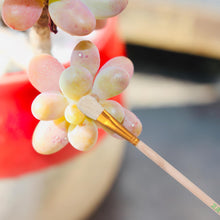 Carica l'immagine nel visualizzatore di Gallery, PartyKindom 8 pennelli per impollinazione manuale per piante grasse e alberi da frutto, strumento portatile per impollinazione delle api per la cura del giardino e delle piante