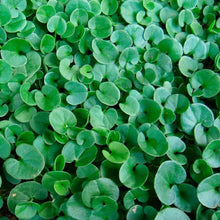 Carica l'immagine nel visualizzatore di Gallery, R&amp;R SHOP - Semi Per Prato, Dichondra Repens, Origine Usa, Resistente E Decorativo (200gr - 20mq)