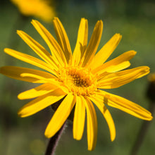 Carica l'immagine nel visualizzatore di Gallery, Weleda Arnica Gel Forte Contusioni Contratture Muscolari Bio 25g