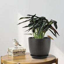Carica l'immagine nel visualizzatore di Gallery, FORAGIFT Vasi per Piante da Interno di 25/23/20 cm - Set di 3 con Fori di Drenaggio e Sottovaso, Plastica Decorativa Mod