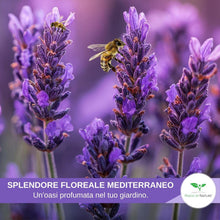 Carica l'immagine nel visualizzatore di Gallery, Magic of Nature: Semi di Lavanda Vera - circa 150 Pz