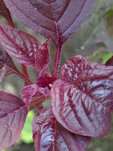 Carica l'immagine nel visualizzatore di Gallery, Amaranto livido (Amaranthus lividus) - circa 500 semi