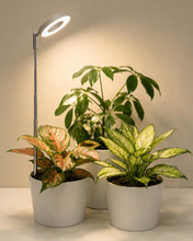 Carica l'immagine nel visualizzatore di Gallery, Bamworld Luce di Crescita LED per Piante da Interno, Lampada ad Anello a Spettro Completo 380-800nm, Inserimento nel Vas