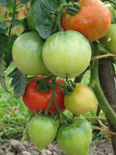 Carica l'immagine nel visualizzatore di Gallery, Nojus - Set di semi da collezione di ortaggi ed erbe - 16 confezioni - Starter kit di semi di piante varie - Sementi da 