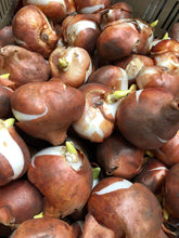 Carica l'immagine nel visualizzatore di Gallery, 30 X Tulipani Misti - Bulbi Di Alta Qualità (30)