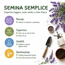 Carica l'immagine nel visualizzatore di Gallery, Grounding – Semi Lavanda Lavandula angustifolia, 3000+ Semi