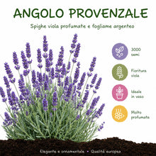 Carica l'immagine nel visualizzatore di Gallery, Grounding – Semi Lavanda Lavandula angustifolia, 3000+ Semi