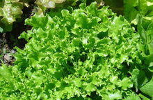 Carica l'immagine nel visualizzatore di Gallery, Nojus - Set di semi da collezione di ortaggi ed erbe - 16 confezioni - Starter kit di semi di piante varie - Sementi da 