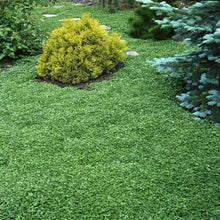 Carica l'immagine nel visualizzatore di Gallery, R&amp;R SHOP - Semi Per Prato, Dichondra Repens, Origine Usa, Resistente E Decorativo (200gr - 20mq)