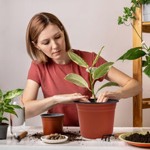 Carica l'immagine nel visualizzatore di Gallery, Confezione da 50 vasi per piante in plastica da 15 cm, grandi e spessi, per vivai e semenzai con fori di drenaggio, vaso