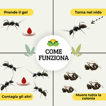 Carica l'immagine nel visualizzatore di Gallery, Albagarden - Insetticida Gel Formiche - Esca formiche ad Azione Ritardata Per Eliminare La Colonia - Veleno Pronto All'u
