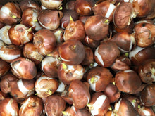 Carica l'immagine nel visualizzatore di Gallery, 30 X Tulipani Misti - Bulbi Di Alta Qualità (30)