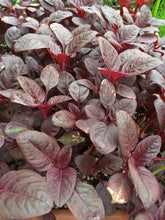 Carica l'immagine nel visualizzatore di Gallery, Amaranto livido (Amaranthus lividus) - circa 500 semi