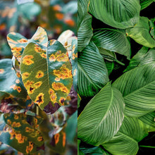 Carica l'immagine nel visualizzatore di Gallery, Il Paese Verde TRICODER da - Trichoderma ad elevata concentrazione, 125g