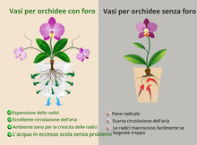 Carica l'immagine nel visualizzatore di Gallery, Garten lux 10 Vasi Trasparenti per Orchidee Grandi Ø17cm, con Sottovasi