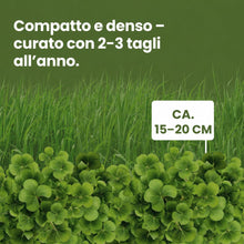 Carica l'immagine nel visualizzatore di Gallery, LERAVA Trifoglio Nano (50 m²) - Semi prato resistente al calpestio - copertura fitta e uniforme per zone in ombra e sole