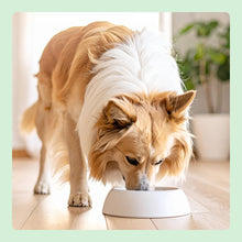 Carica l'immagine nel visualizzatore di Gallery, by Amazon Complete Dry Dog Food with Salmon And Rice for Medium And Large Breeds 5kg (Precedentemente Un Marchio Lifelon