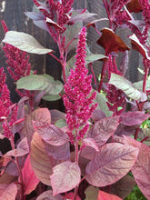 Carica l'immagine nel visualizzatore di Gallery, Amaranto livido (Amaranthus lividus) - circa 500 semi