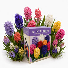 Carica l'immagine nel visualizzatore di Gallery, Nojus - City Bloom - Fragrant Garden Bulbi di giacinto 15