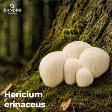 Carica l'immagine nel visualizzatore di Gallery, Bandini® Lions Mane 365 Compresse (+1 Anno) con Pepe Nero, Hericium Erinaceus 2000mg, Fornitura Annuale di Hericium con 