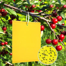 Carica l'immagine nel visualizzatore di Gallery, Panngu 50 Pezzi Trappole Acchiappa Ciliegio Mosche, Mosca Dell'olivo Trappole Appiccicose Gialle Bilaterali per Insetti 