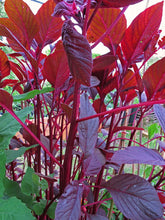 Carica l'immagine nel visualizzatore di Gallery, Amaranto livido (Amaranthus lividus) - circa 500 semi