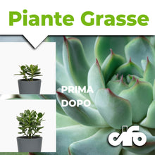 Carica l'immagine nel visualizzatore di Gallery, CIFO - Concime Piante Grasse Liquido, Fertilizzante Piante Succulente Arricchito con Ferro e Microelementi - Favorisce u