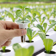 Carica l'immagine nel visualizzatore di Gallery, QWORK® 125 Pezzi coltivazione idroponica con 50 spugne di ricambio, accessori per giardino idroponico, per erbe aromatic
