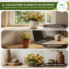 Carica l'immagine nel visualizzatore di Gallery, Magic of Nature: Semi di Venere Acchiappamosche (ca. 20 pz)