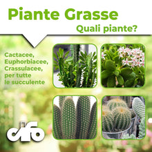 Carica l'immagine nel visualizzatore di Gallery, CIFO - Concime Piante Grasse Liquido, Fertilizzante Piante Succulente Arricchito con Ferro e Microelementi - Favorisce u