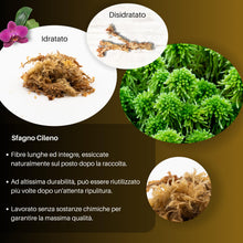Carica l'immagine nel visualizzatore di Gallery, GebEarth®| Sfagno Cileno in Fibre: Substrato per Orchidee, Bonsai e Carnivore | Perfetto per Kokedama, Verde Verticale, 