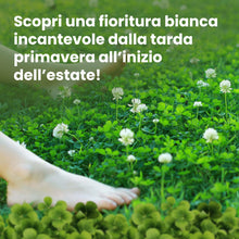 Carica l'immagine nel visualizzatore di Gallery, LERAVA Trifoglio Nano (50 m²) - Semi prato resistente al calpestio - copertura fitta e uniforme per zone in ombra e sole