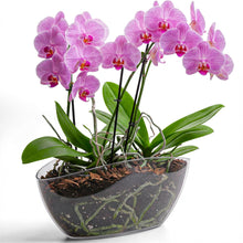 Carica l'immagine nel visualizzatore di Gallery, KONZEPT Vaso da fiori grande per interni per orchidee, ovale, trasparente, decorazione per piante e piante grasse