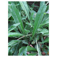 Carica l'immagine nel visualizzatore di Gallery, Guado (Isatis tinctoria) - circa 100 semi