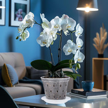 Carica l'immagine nel visualizzatore di Gallery, Garten lux 10 Vasi Trasparenti per Orchidee Grandi Ø17cm, con Sottovasi