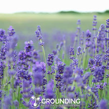 Carica l'immagine nel visualizzatore di Gallery, Grounding – Semi Lavanda Lavandula angustifolia, 3000+ Semi