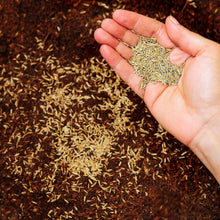 Carica l'immagine nel visualizzatore di Gallery, R&amp;R SHOP - Semi per Prato, Festuca Arundinacea, Resistente e Duratura (500gr - 20Mq)