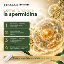 Carica l'immagine nel visualizzatore di Gallery, Spermidina Pura Alto Dosaggio 6mg 150 Cps Vegetali Estratto Germe di Grano