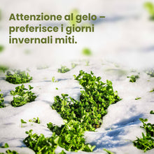 Carica l'immagine nel visualizzatore di Gallery, LERAVA Trifoglio Nano (50 m²) - Semi prato resistente al calpestio - copertura fitta e uniforme per zone in ombra e sole