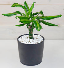 Carica l'immagine nel visualizzatore di Gallery, Ghiaia Bianco 1,8Kg - Sassolini Decorativi (9-12 mm)
