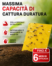 Carica l'immagine nel visualizzatore di Gallery, PIC Trappola Moscerini - 10x Trappola per Moscerini in Casa, acchiappa cimici efficace contro i moscerini piante, Carta 